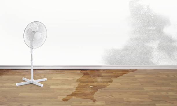 Best 24/7 water damage repair  in Esko, MN